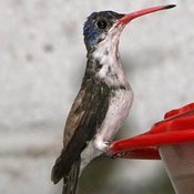 Violet-crowned Hummingbird